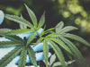 How to grow marijuana indoors?