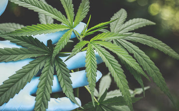 How to grow marijuana indoors?