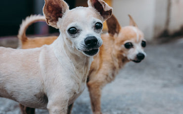 Dog pads for General Care