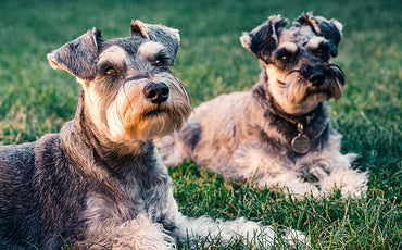 Everything you need to know about Dog-Tail flower dog pads